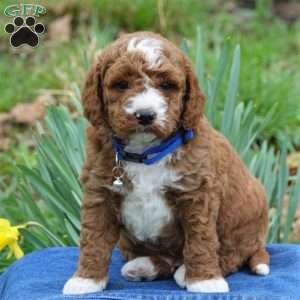 Baxter, Mini Labradoodle Puppy